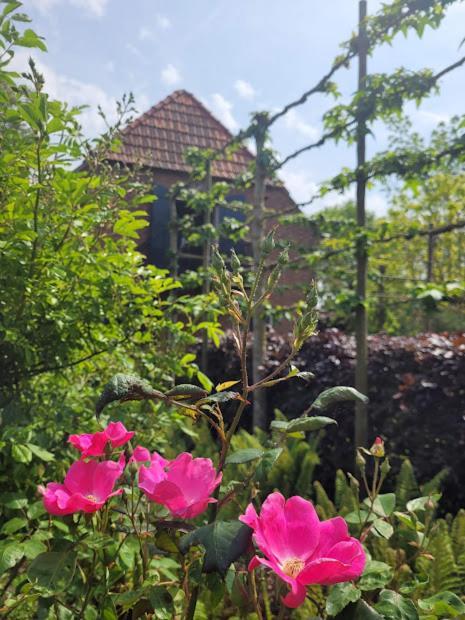 Studio Nok Bij Den Bosch Den Dungen Екстер'єр фото